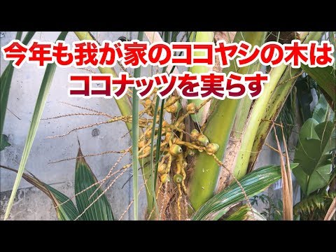 園芸 チリのココナッツの木