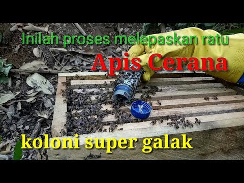 , title : 'Cara melepaskan ratu lebah dari kurungan'