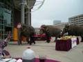 Our Lunch With The Elephants