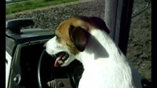 preview picture of video 'A Jack Russell driving a tractor'