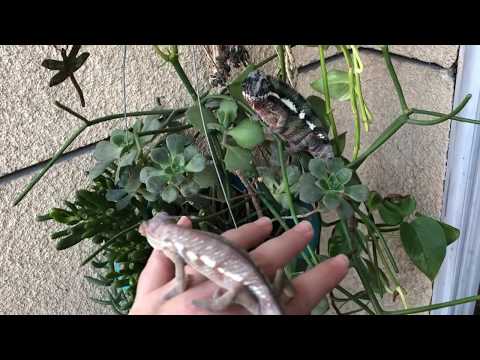 Chameleon Pi Secrets Of The Kindness