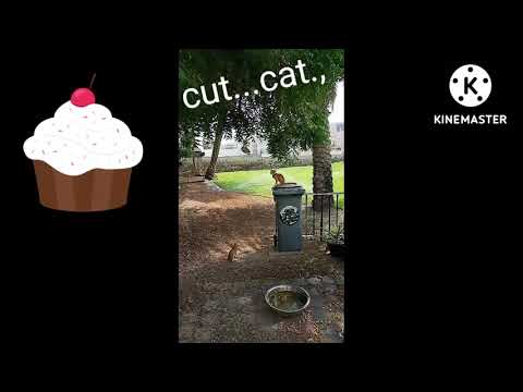 cut#cat#kadali #srinivas #channel #village #like #subscribe #support #telugu