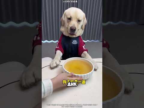 🐶🧬 Тест ДНК с собакой шокировал всех! 😱❤️. #short