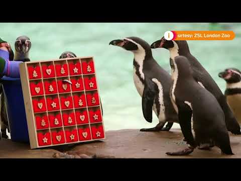 Quick Cut: Penguins enjoy fishy Christmas advent calendar