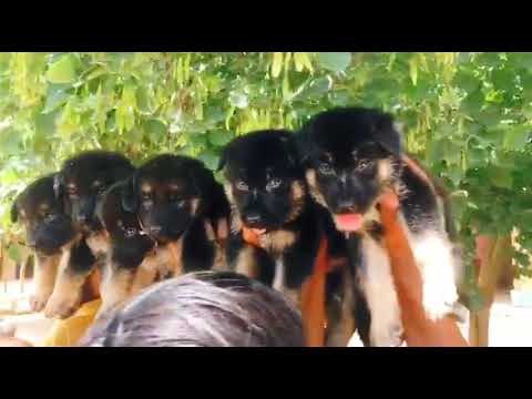 German shepherd puppies available for sale at Kushagra dog kennel call now 8303399198up Varanasi