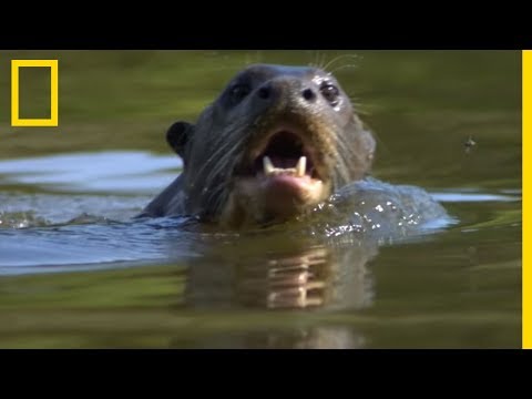 Ces loutres géantes défient un caïman !