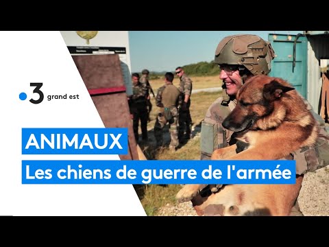 Les chiens de guerre, "ce sont des soldats comme nous"