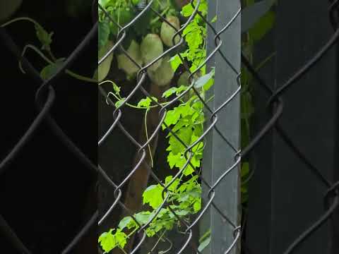 Hermoso Recorrido Desde Agua Caliente Hasta San José Sacare en La Palma Chalatenango. #elsalvador