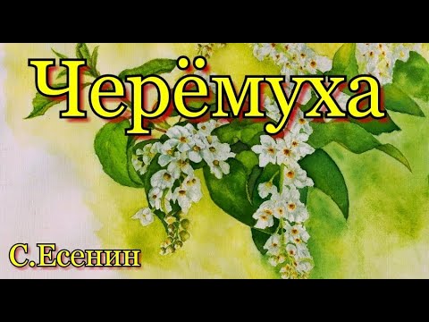 А. Медвяная роса на черемухе. Есенин дерево черёмуха. Черёмуха душистая черемуха. Аудиозапись черемуха.