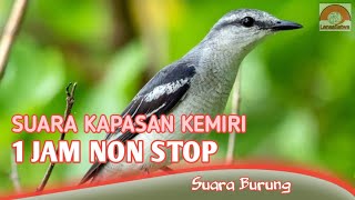 Download lagu Suara Kapasan Kemiri, Masteran kicau 1 Jam Nonstop mp3