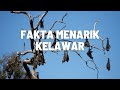 FAKTA MENARIK KELAWAR