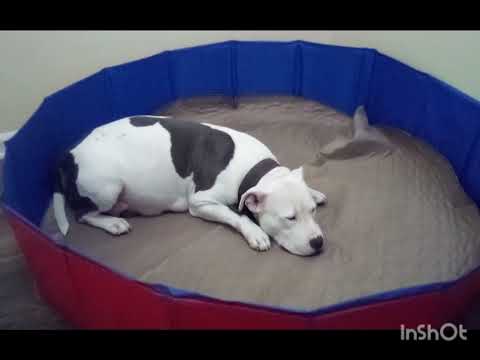 MY WHELPING SET UP/ STAFFORDSHIRE BULLIES/ U GOTTA USE WAT U GOT PT.2 💯🔔🤞#BullyGang85 #DeeSlimDaOG