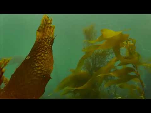 Anacapa Ocean - Channel Islands National Park Cams