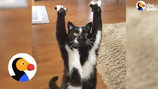 Cat Can't Stop Putting Her Arms In The Air — No One Knows Why | The Dodo