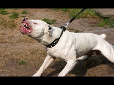 download lagu mp3 mp4 Cane Pi Forte, download lagu Cane Pi Forte gratis, unduh video klip Cane Pi Forte