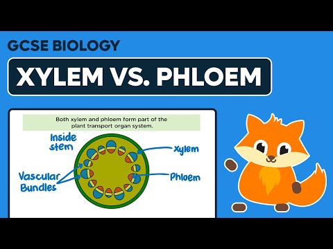 Comparing Xylem & Phloem - GCSE Biology