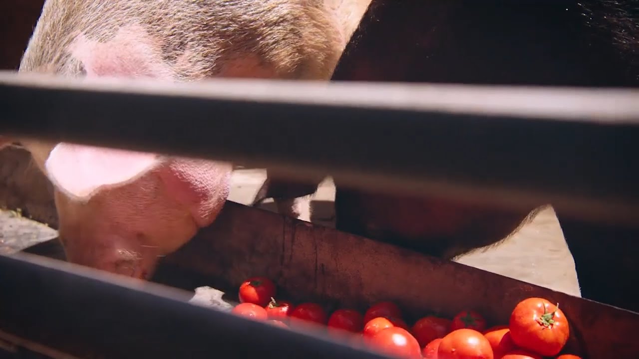 Դու ես որոշում. Արարատ