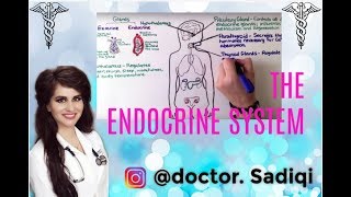 THE ENDOCRINE SYSTEM EXPLAINED UNDER 4 MINUTES!!!!