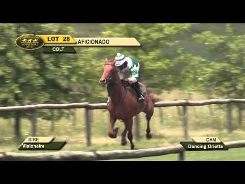 LOT 28 - AFICIONADO (Visionaire - Dancing Orietta) Colt
