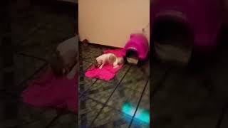 Download lagu 1 de fevereiro de 2026 mp3