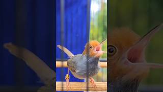 Download lagu Suara Burung Prenjak Jantan Gacor Memanggil Prenjak Betina mp3 Download lagu Suara Burung Prenjak Jantan Gacor Memanggil Prenjak Betina mp3