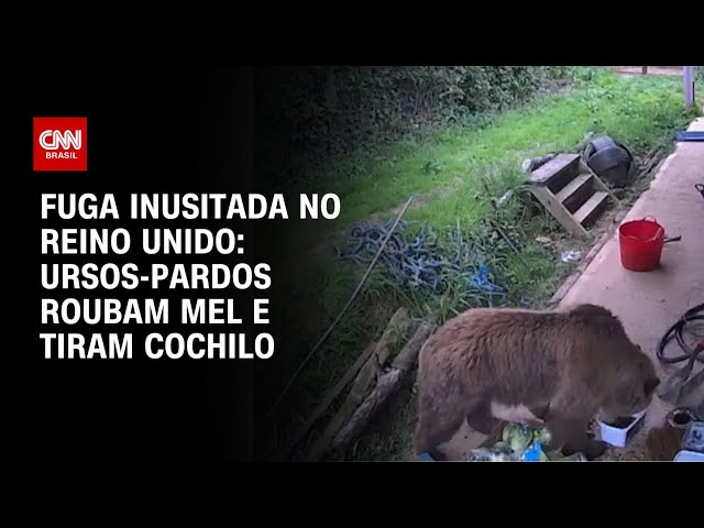 Ursos escapam de parque no Reino Unido, roubam mel e dormem | CNN BRASIL