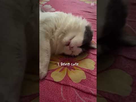 3 Things Loki is good at😹 #viralreels #cat #cutecat #relatable