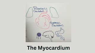 Heart Physiology