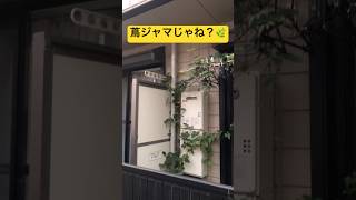 自然に侵食されてるのに干すんだ…🧺 #おすすめ #shorts #おもしろ