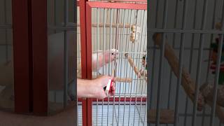 Major Mitchell's Cockatoo Target Training