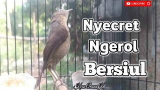 Download lagu Suara Burung Flamboyan Bersiul Nyecret Ngerol mp3 Download lagu Suara Burung Flamboyan Bersiul Nyecret Ngerol mp3