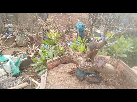 thay chậu cho cây mai lùn lực để chơi tết