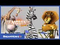 Madagascar Animals Gossip About The Penguins PENGUINS OF MADAGASCAR