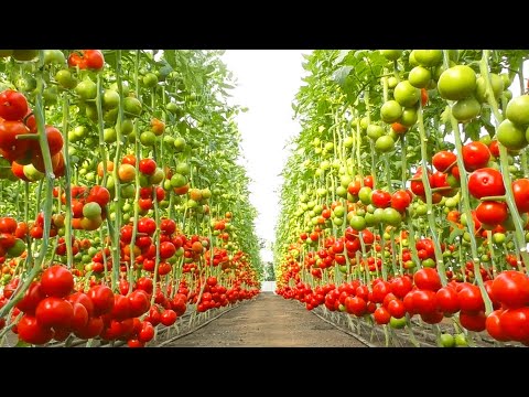 , title : 'شاهد عملية زراعة الطماطم من البذور و الحصاد بتقنيات زراعية حديثة لا تصدق'