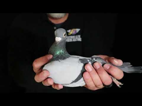 Lot 6 - NORMAN (2023)