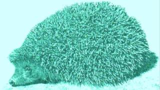 Igellied fürYT 0001