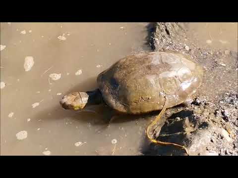 Solarpiano - Marysol