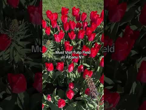 Albany's Tulip Festival (2025 recap)