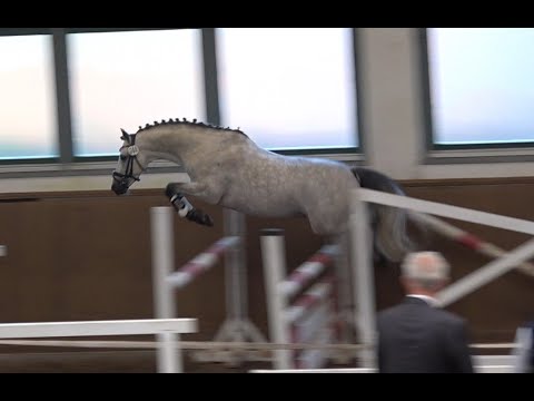 Django, v. Del Piero - Fernet, DR, Hengst, gekört * 2019