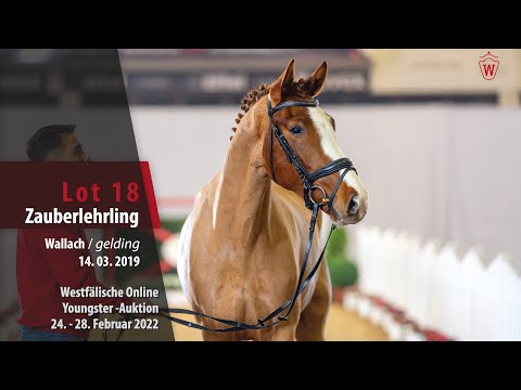 Online Youngster-Auktion Lot 18 Zauberlehrling Wallach v. Zoom - Franziskus