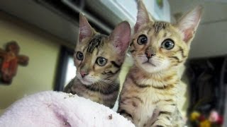 MY BENGAL KITTENS!