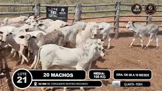 Vídeo LOTE 21