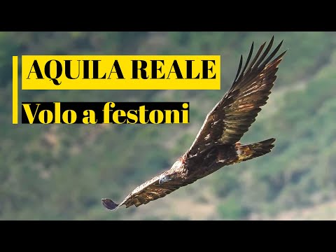 Aquila Reale, Adulto - Volo a festoni