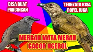 Download lagu Suara Merbah Mata Merah Gacor Ngerol Panjang mp3 Download lagu Suara Merbah Mata Merah Gacor Ngerol Panjang mp3