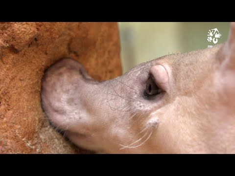 Zoo Praha: Oslava u hrabáčů kapských