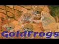 This Frog Farm Is Really Beautiful