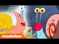 SpongeBob SquarePants | Een huisdier als Gerrit | Nickelodeon Nederlands