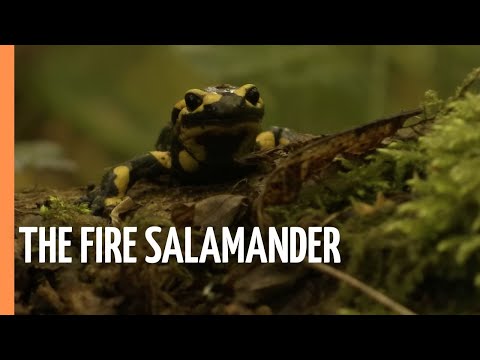 Salamandra skvrnita - nocny tulak (dokument)