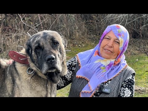 PASTORA DE 62 AÑOS Y SUS MARAVILLOSOS PERROS KANGAL