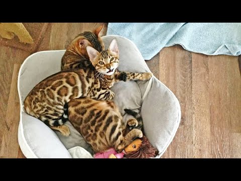 Bengal Kitten Sleeping on her Bengal Mommy
